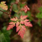 wunderschönes Blatt