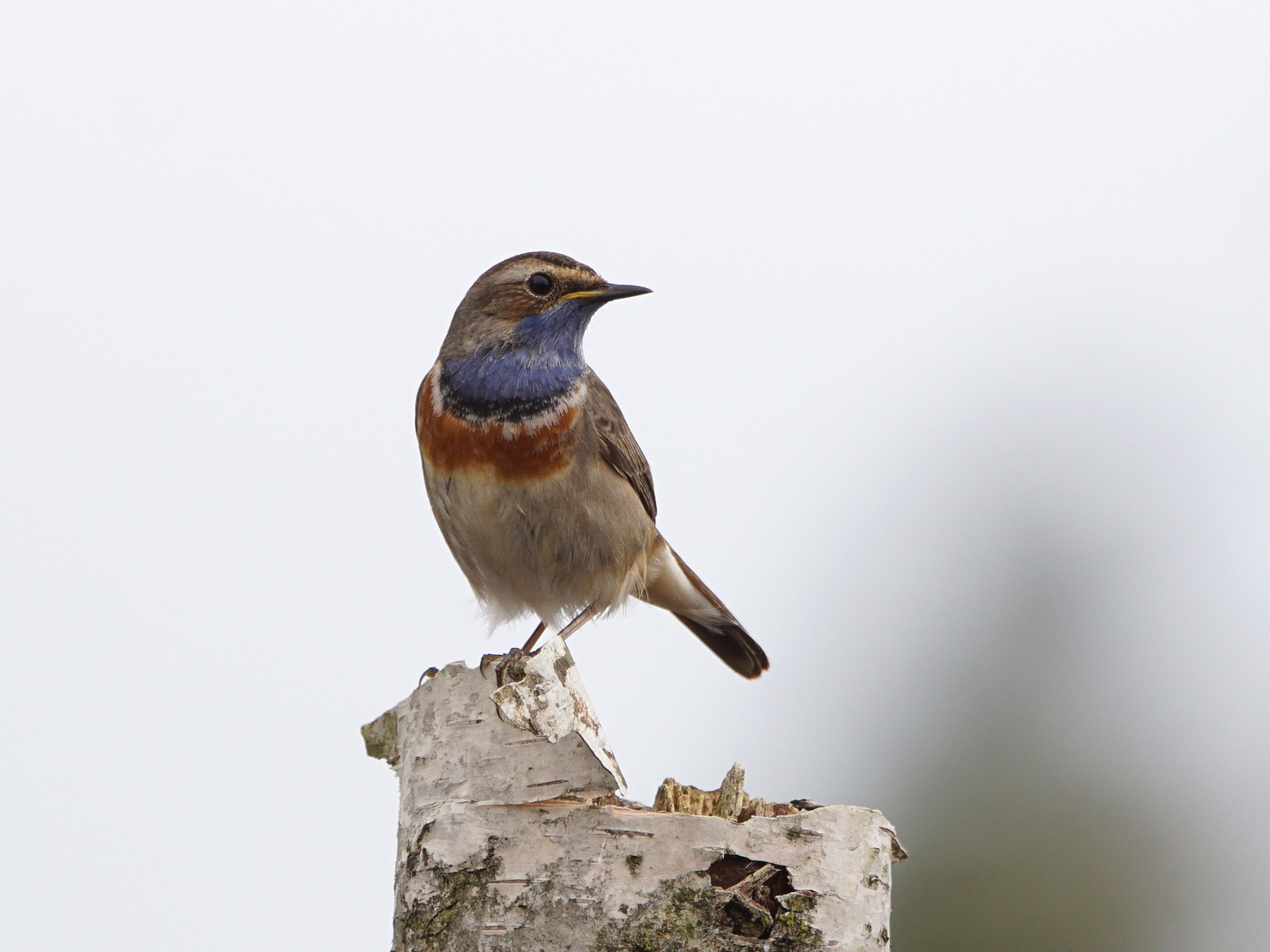 Wunderschönes Blaukehlchen...