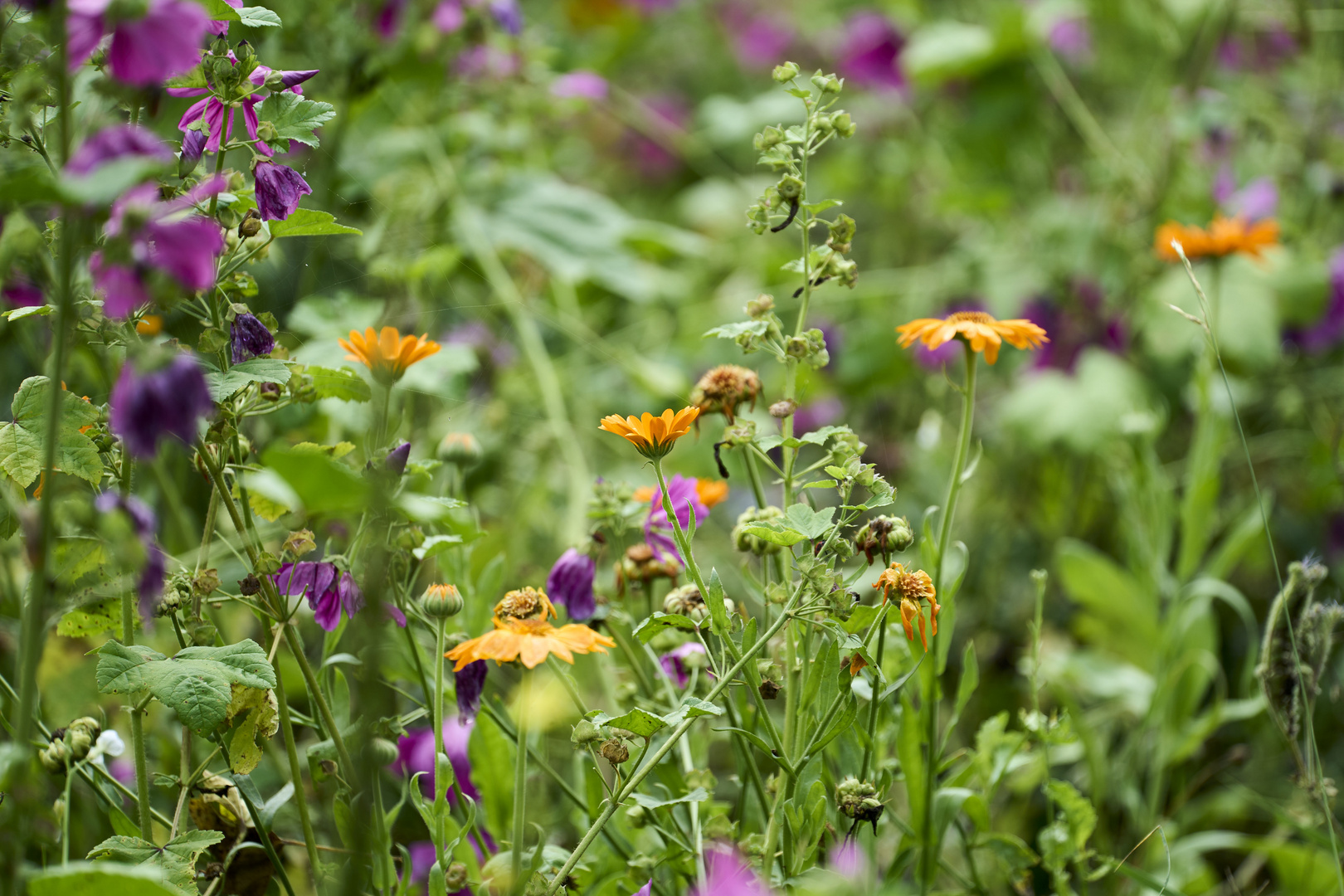 Wunderschönes Blumenfeld