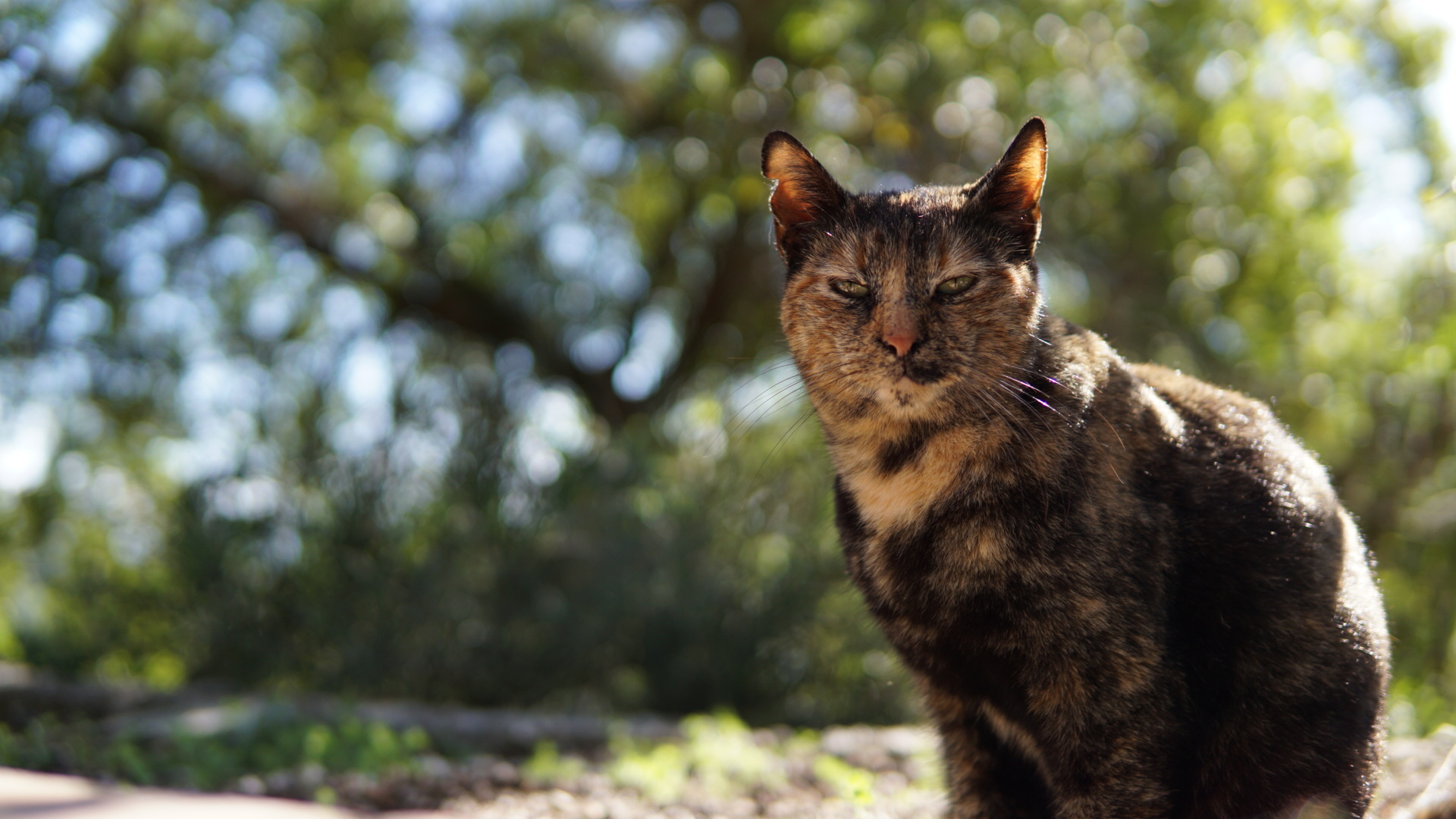 Wunderschönes Bokeh & schöne Katze