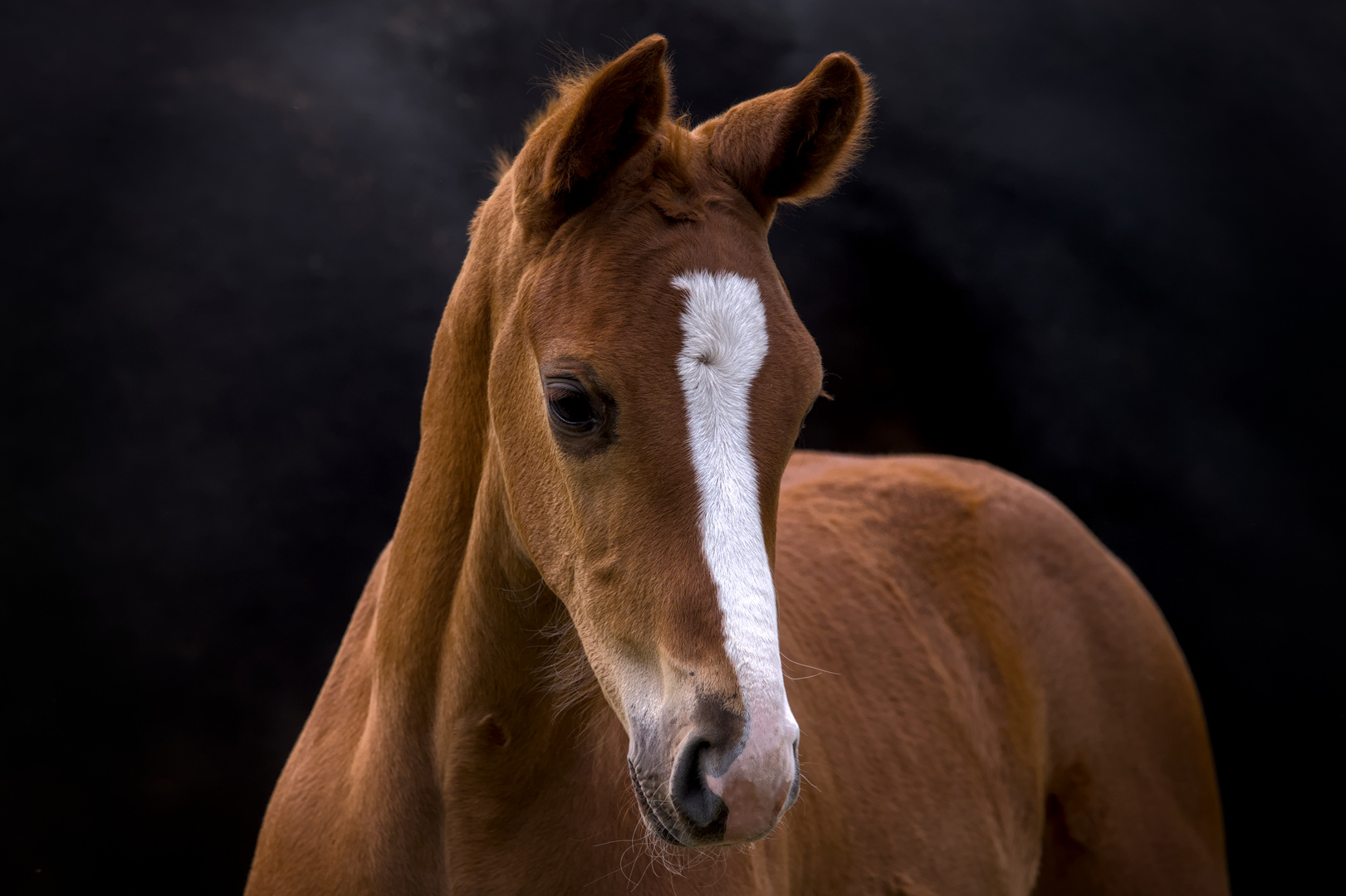 Wunderschönes Fuchsfohlen, Portrait