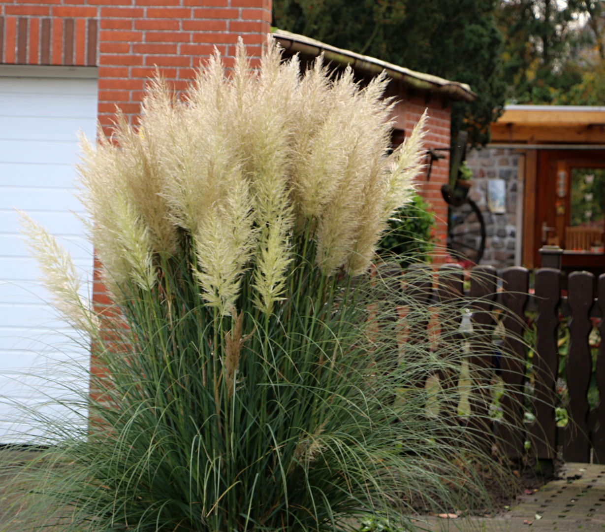 Wunderschönes Gras in einem Vorgarten in Lunden