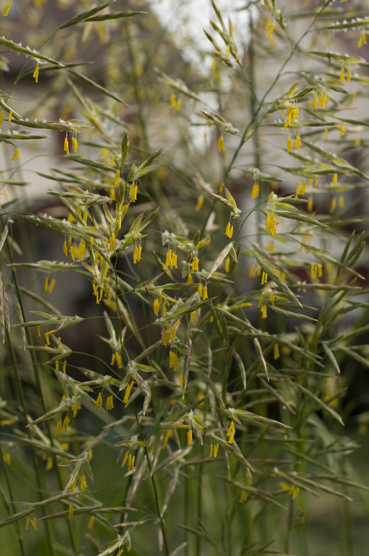 Wunderschönes Gras mit gelben Blüten/Samen