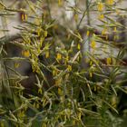 Wunderschönes Gras mit gelben Blüten/Samen