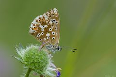 Wunderschönes Mädchen