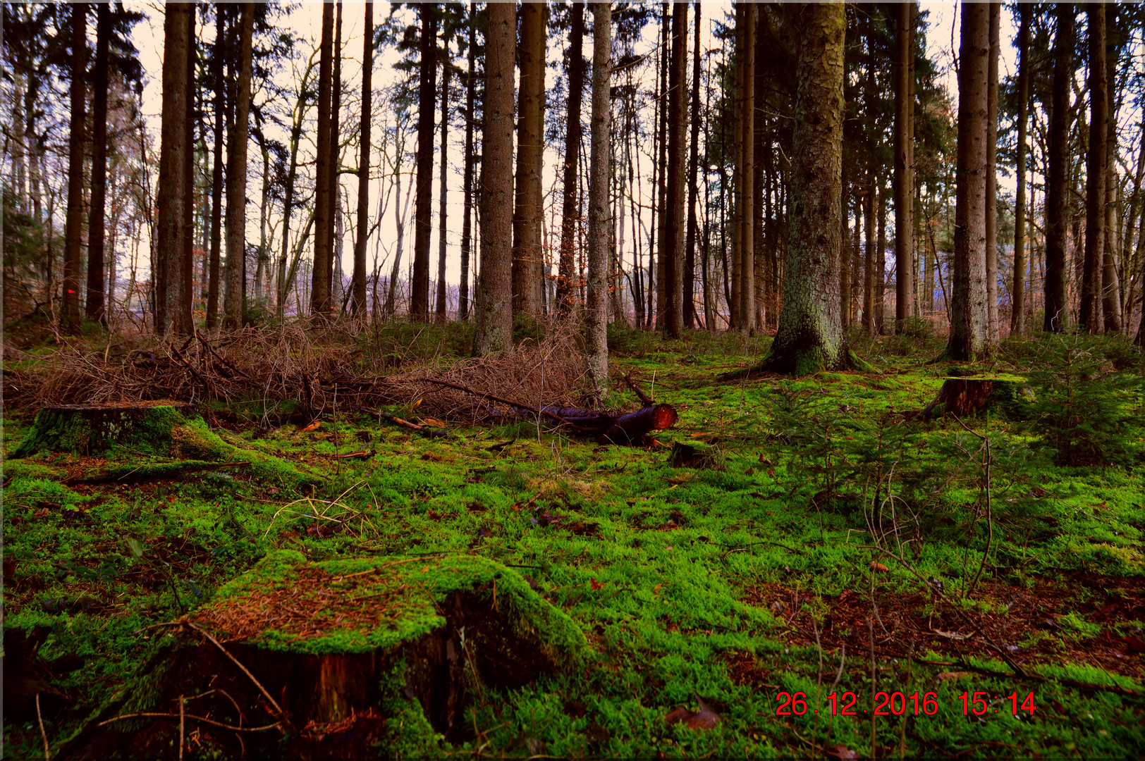 Wunderschönes Moos in der Dämmerung