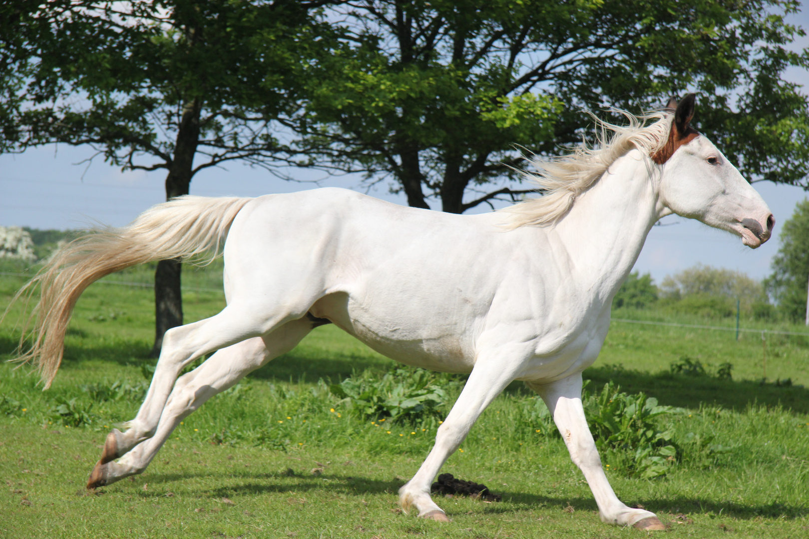 Wunderschönes Pferd Im Gallop