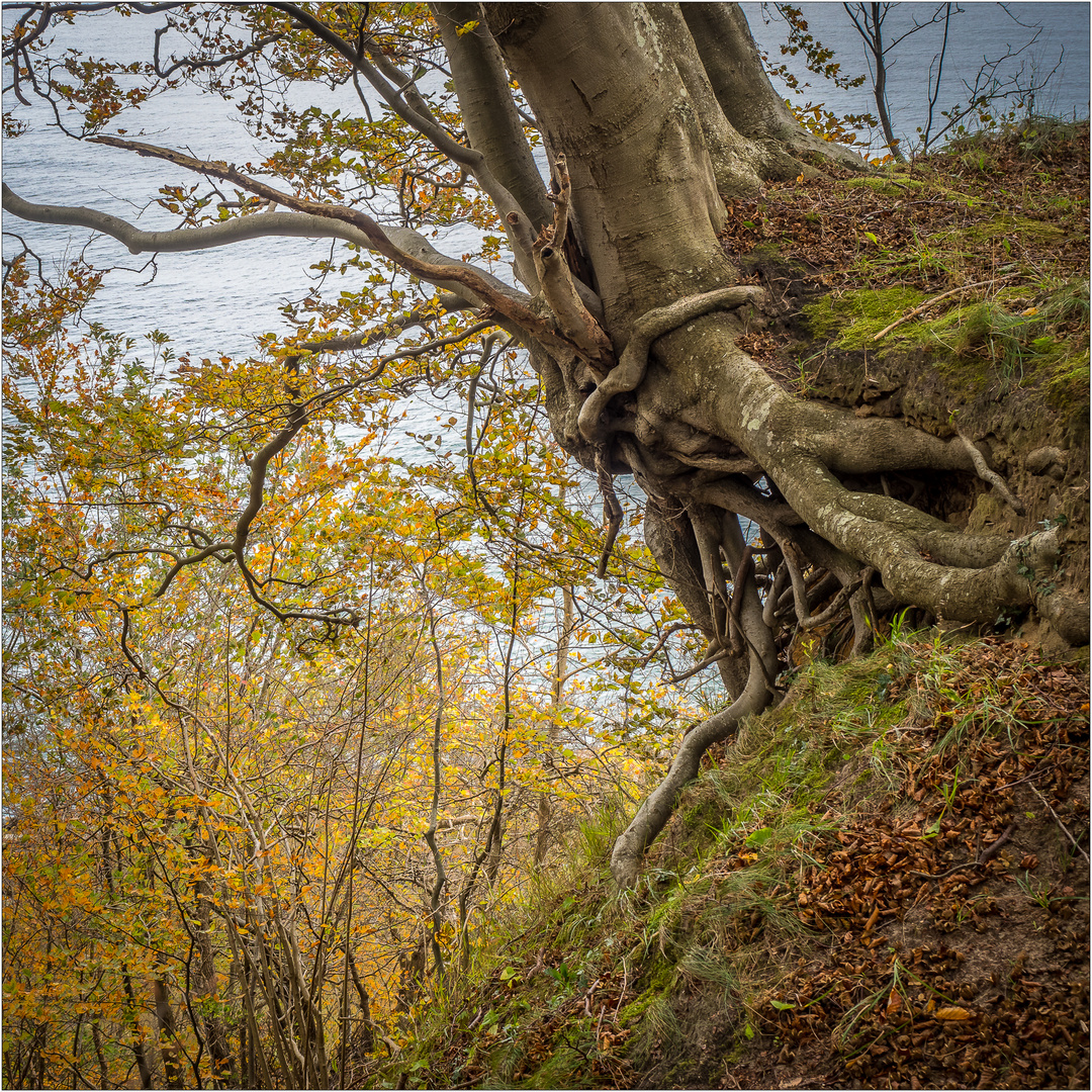 Wunderschönes Rügen  -Göhren-