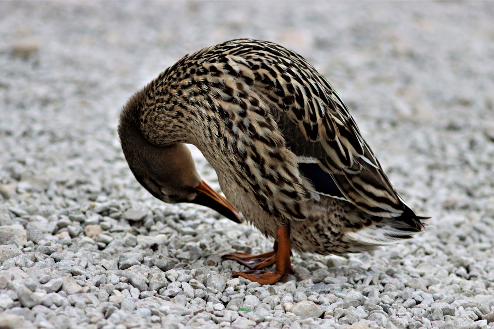 Wunderschönes Stockenten-Weibchen