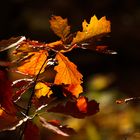 wunderschönes "Vergehen" im herbstlichen Abendlicht