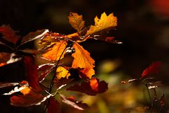 wunderschönes "Vergehen" im herbstlichen Abendlicht