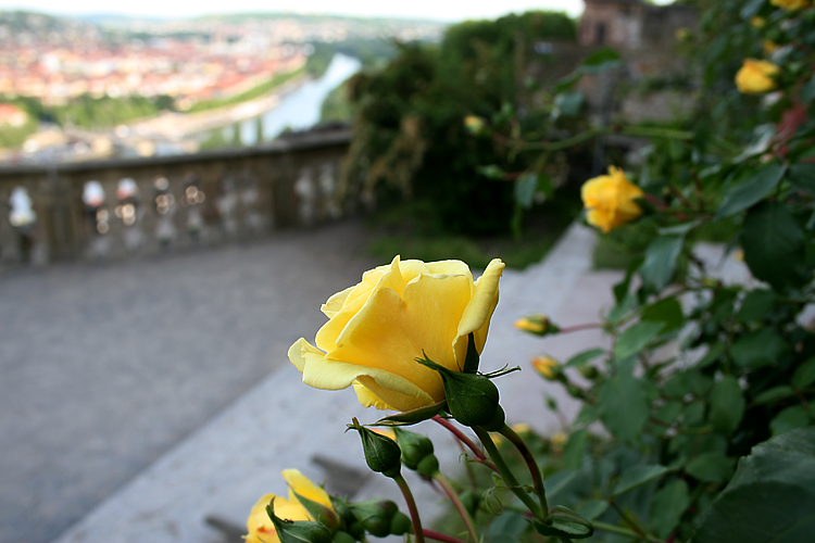 Wunderschönes Würzburg