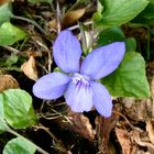 Wunderveilchen (Viola mirabilis) (?) im Schatten