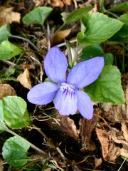 Wunderveilchen (Viola mirabilis) (?) im Schatten