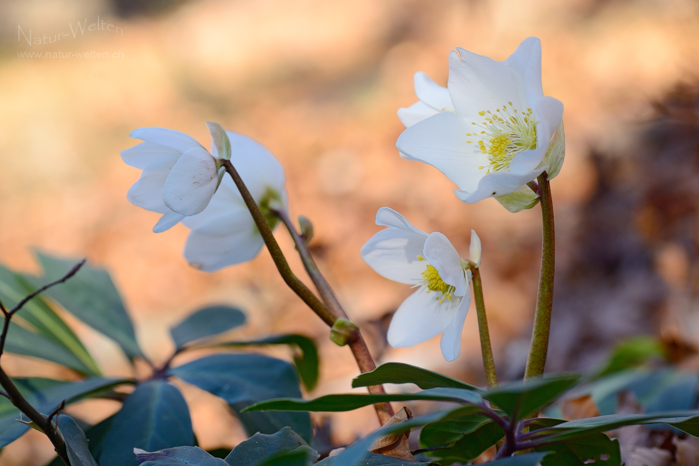 Wundervoll blühende Christrosen