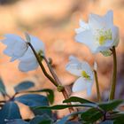 Wundervoll blühende Christrosen