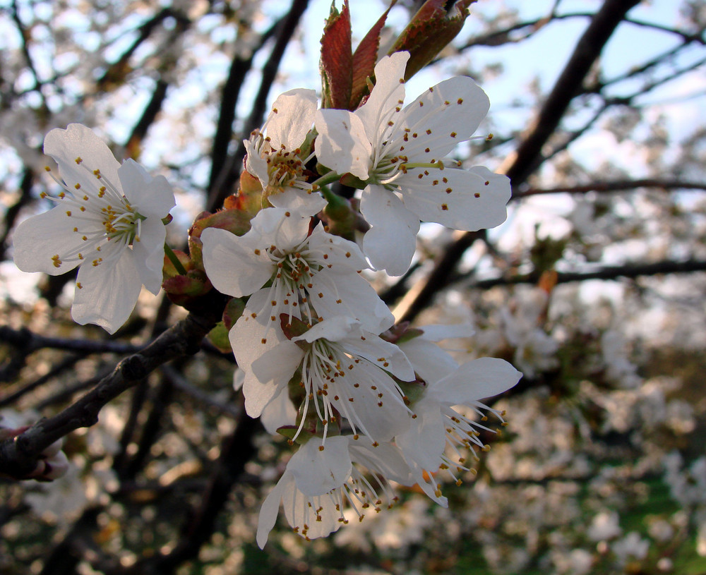 Wundervolle Baumblüten