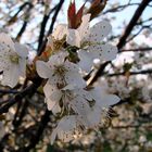 Wundervolle Baumblüten