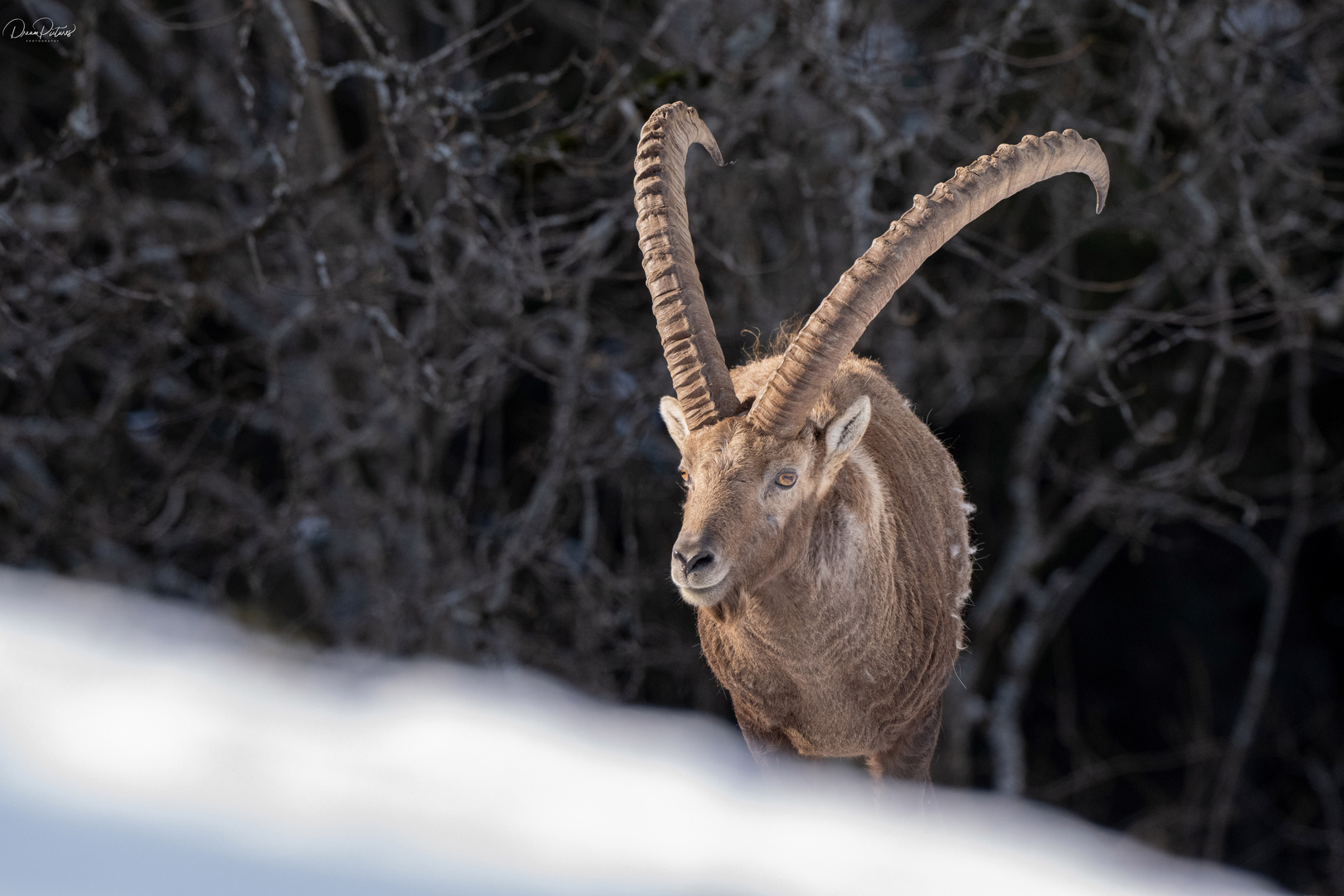 Wundervolle Begegnung mit dem König der Berge