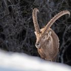 Wundervolle Begegnung mit dem König der Berge