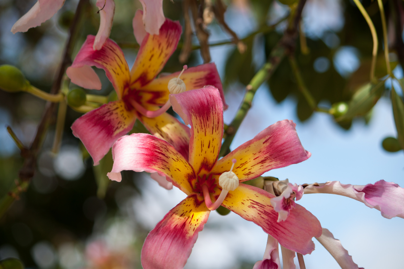 wundervolle Blüte