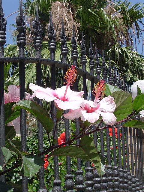 Wundervolle Blumen am Zaun