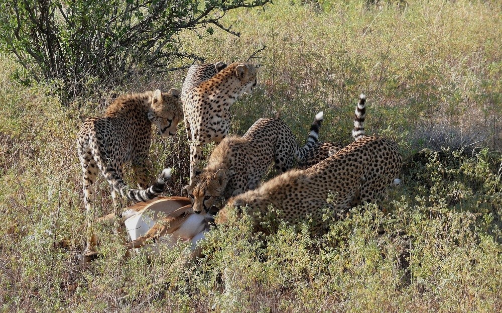 Wundervolle Cheetahs