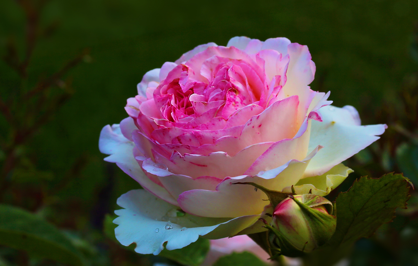 Wundervolle Eden Rosen-Blüte ...