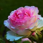 Wundervolle Eden Rosen-Blüte ...