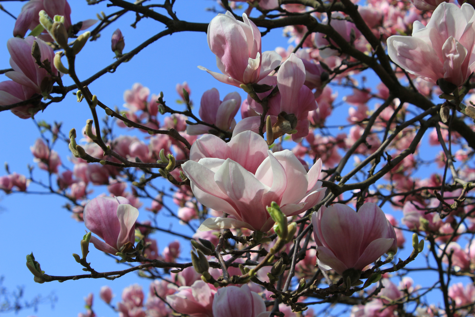 wundervolle Magnolien