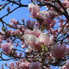 wundervolle Magnolien