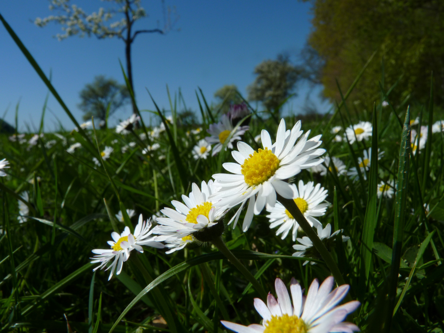 Wundervoller Frühling 14