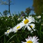 Wundervoller Frühling 14