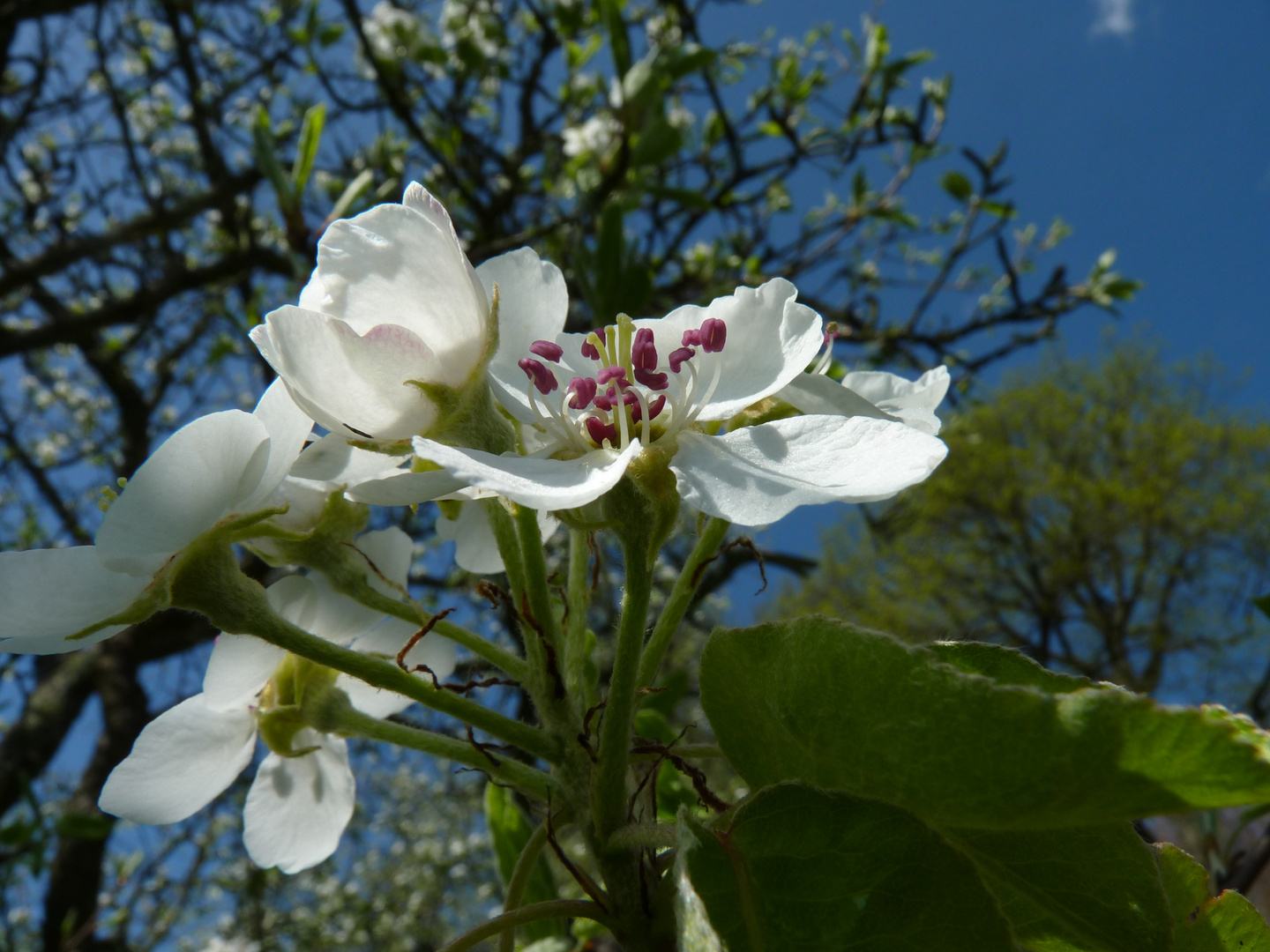 Wundervoller Frühling 15