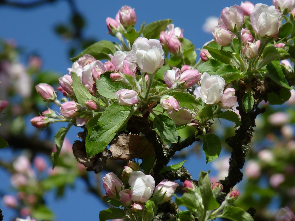 Wundervoller Frühling 17