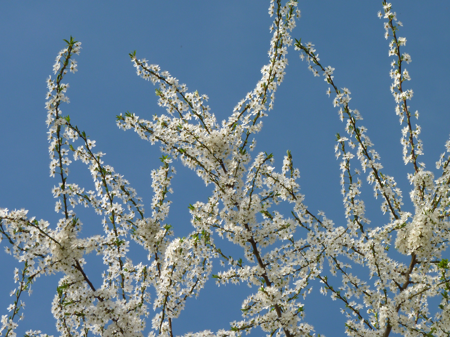 Wundervoller Frühling 6