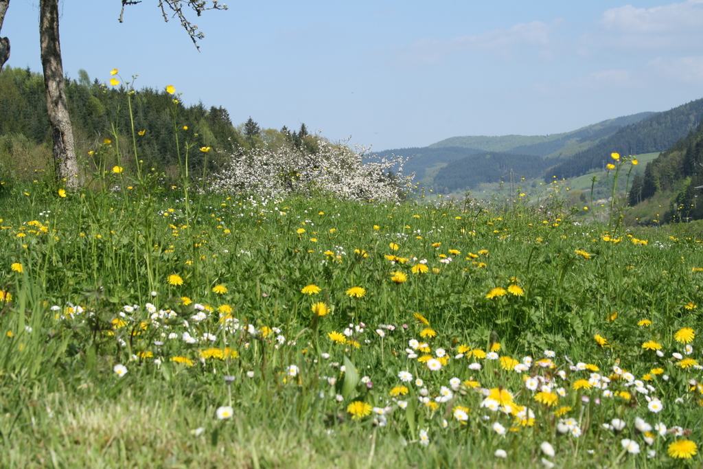 Wundervoller Frühling