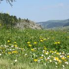 Wundervoller Frühling