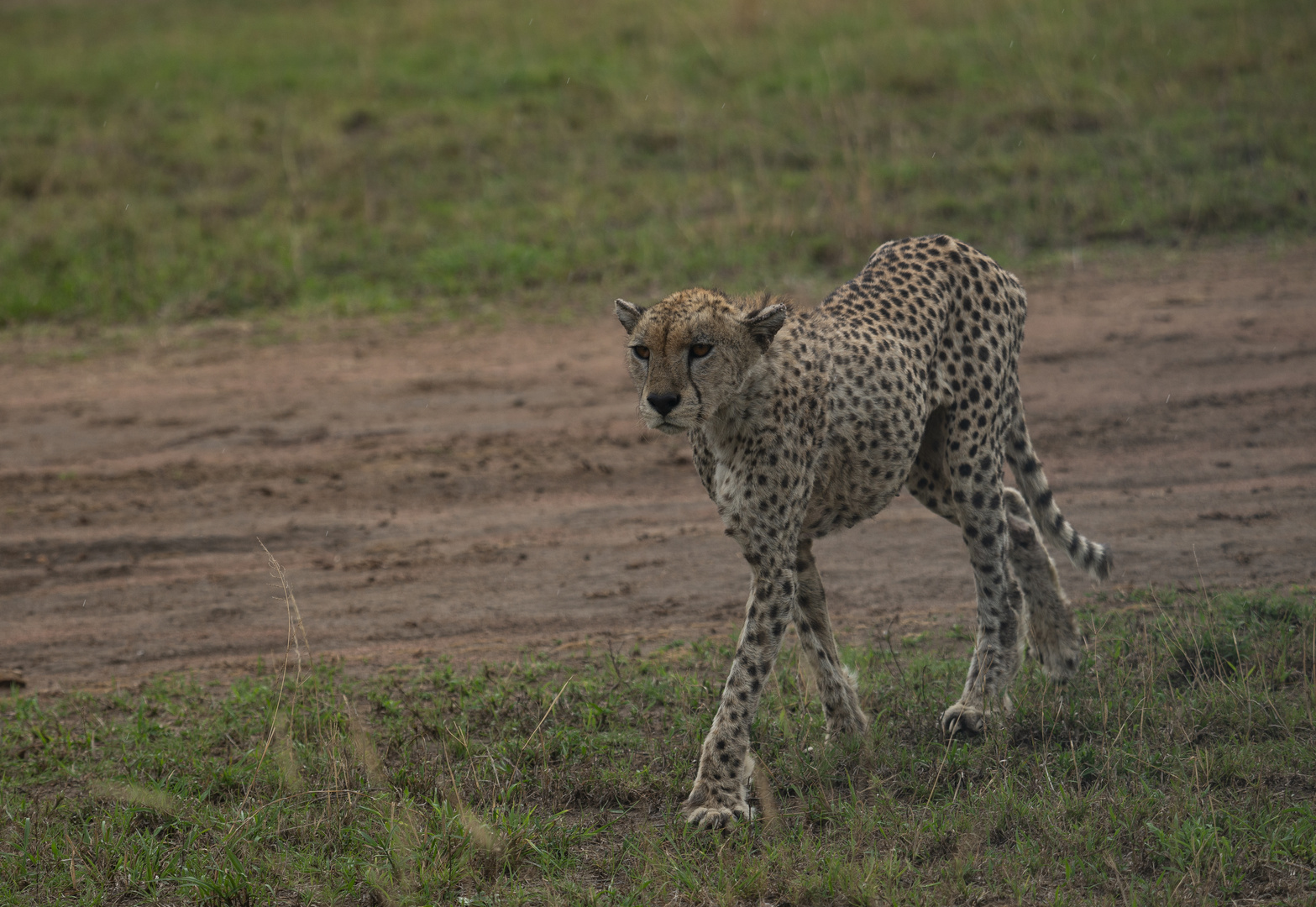 Wundervoller Gepard