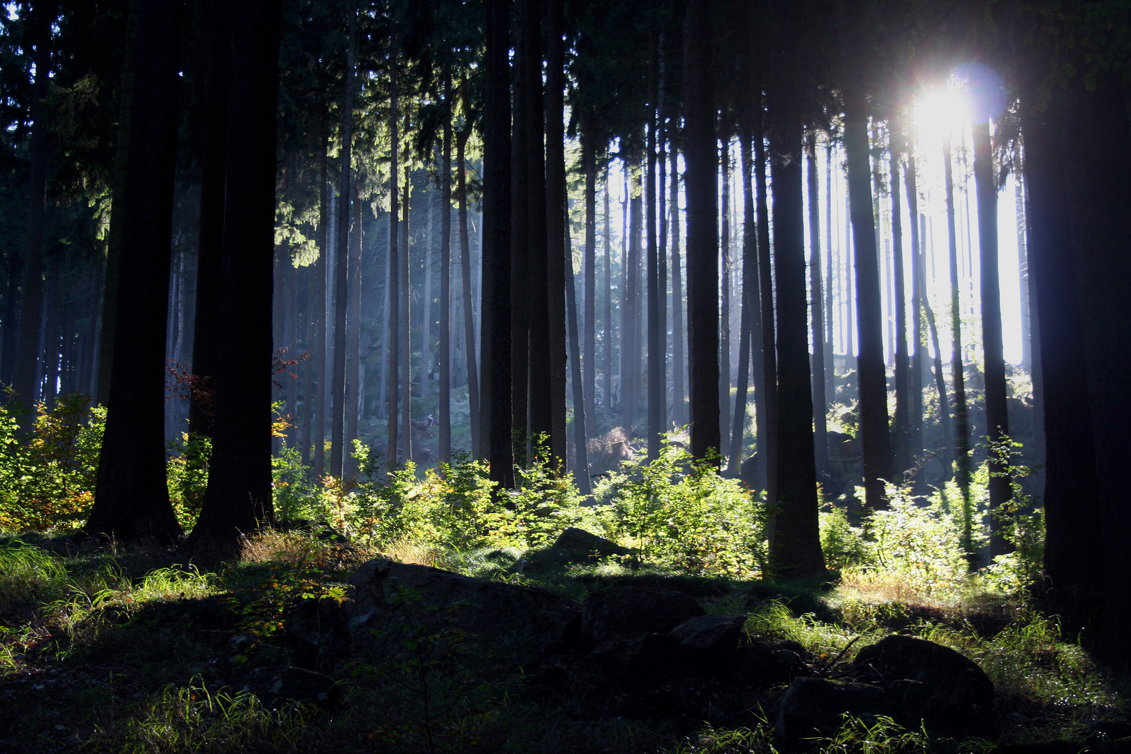 Wundervoller Harz im Herbst