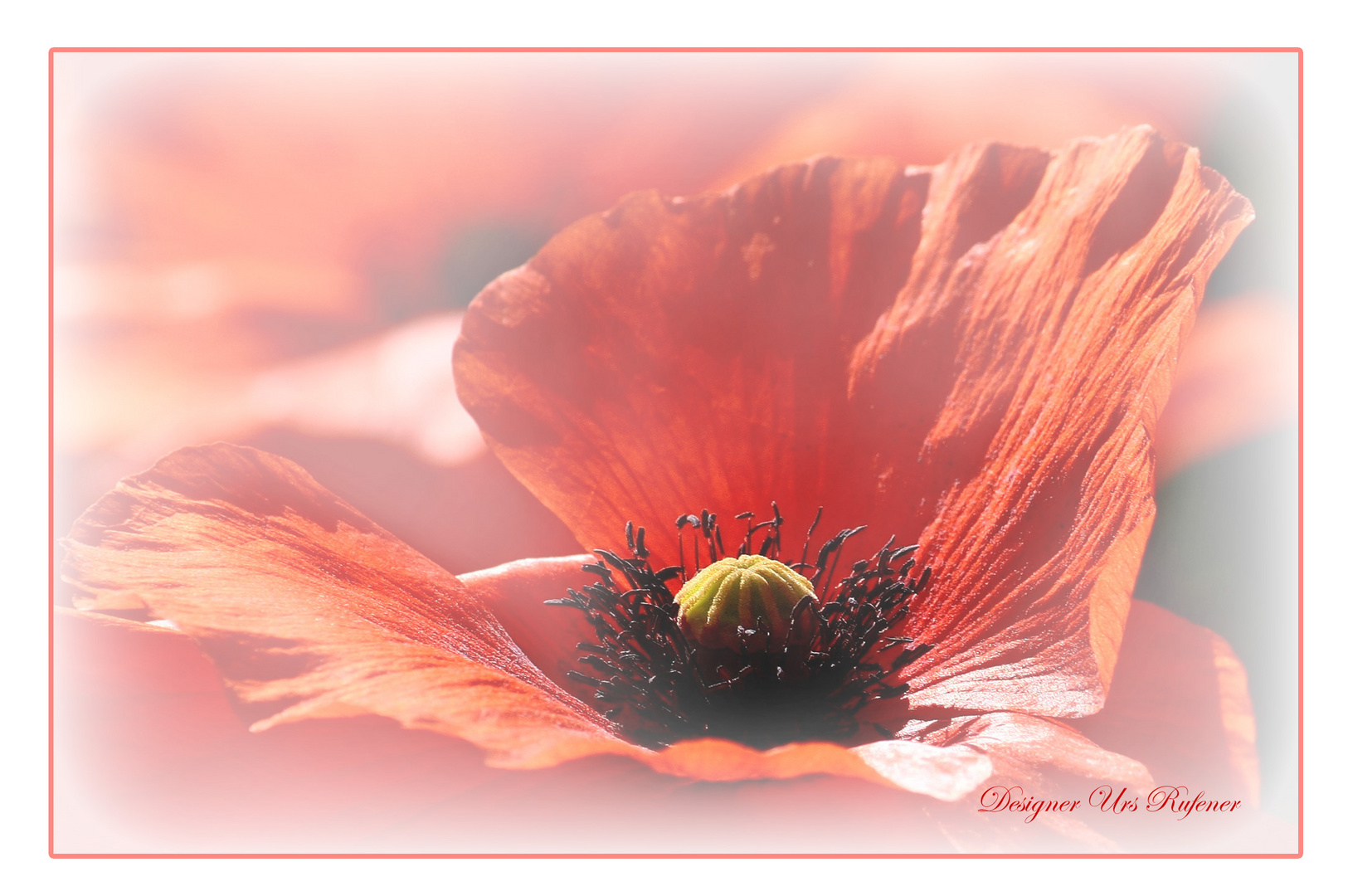 Wundervoller Mohn