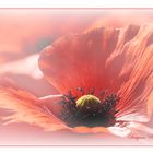 Wundervoller Mohn