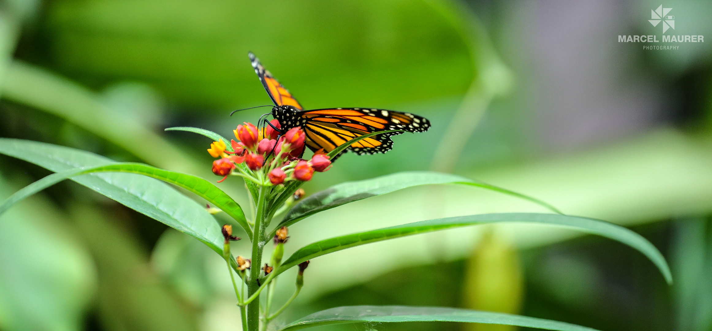 Wundervoller Schmetterling