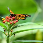 Wundervoller Schmetterling