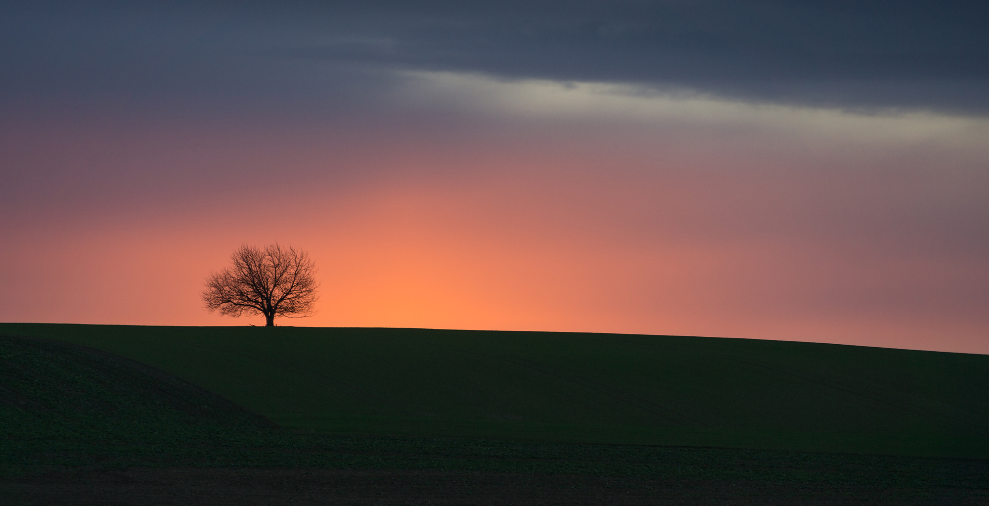 Wundervolles Morgenrot über meinem Lieblingsbäumchen