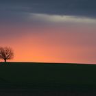 Wundervolles Morgenrot über meinem Lieblingsbäumchen