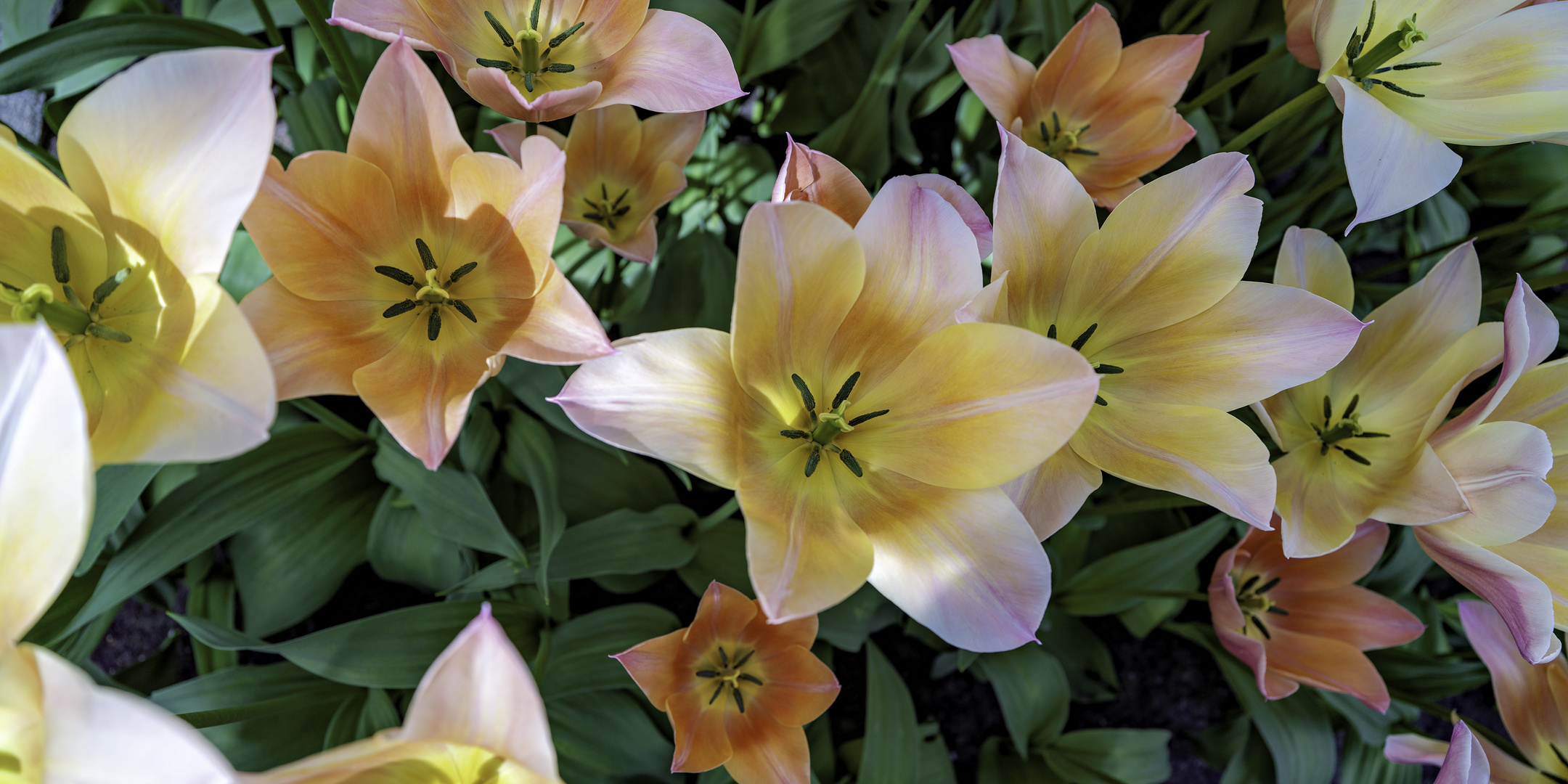 Wunderwelt der Blüten