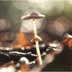 Wunderwelt Pilze