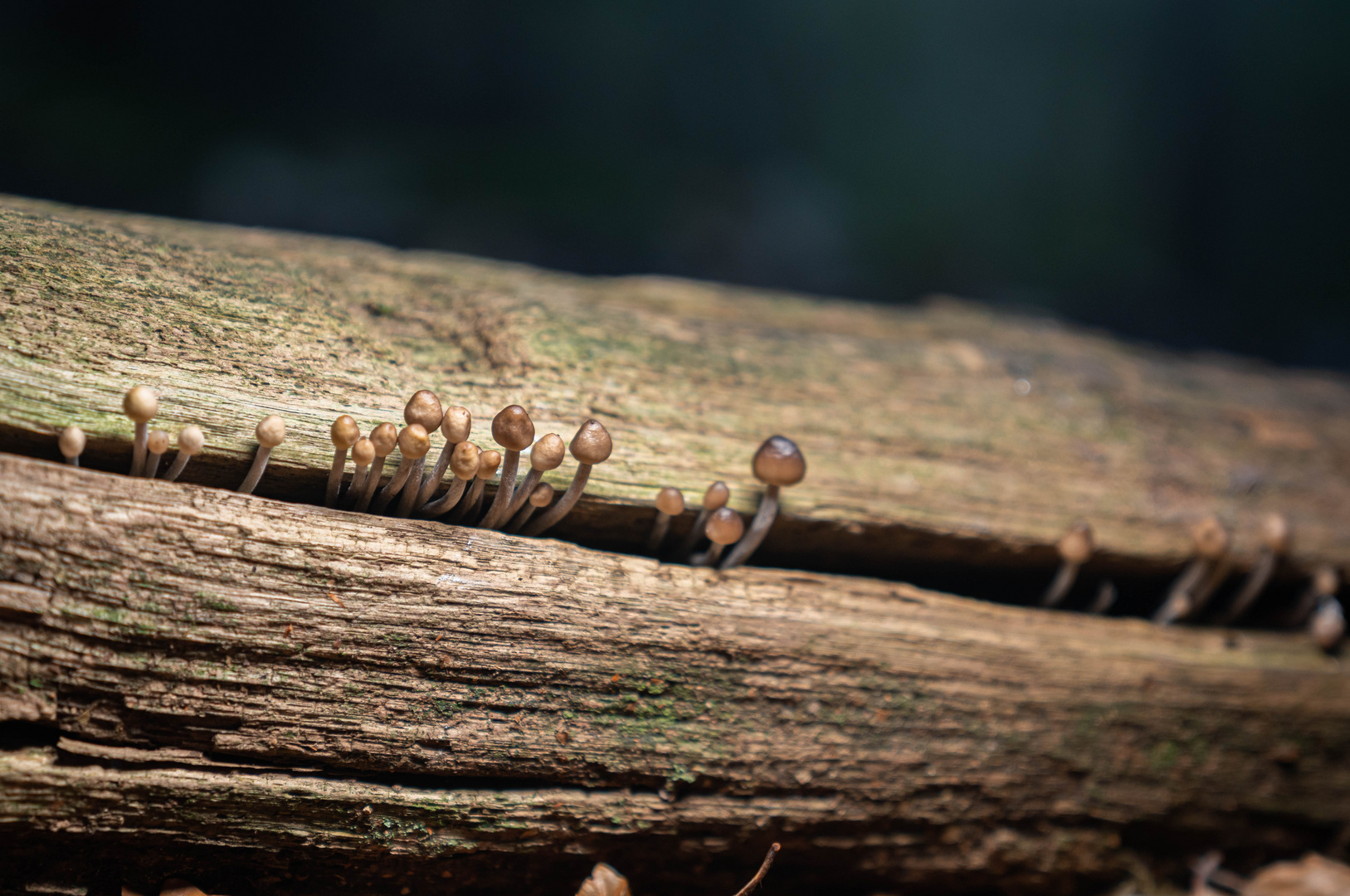 Wunderwelt Wald - Altholz