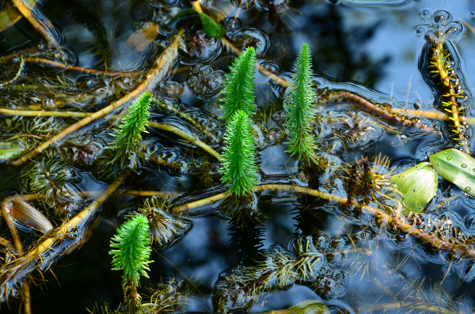 Wunderwelt Wasser - Tannenwedel 